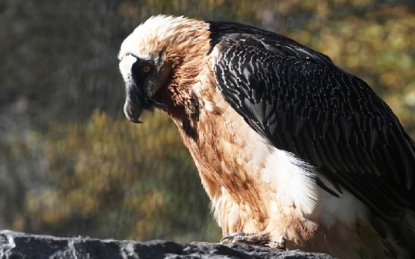 The bearded vulture has been reintroduced in Switzerland. 
