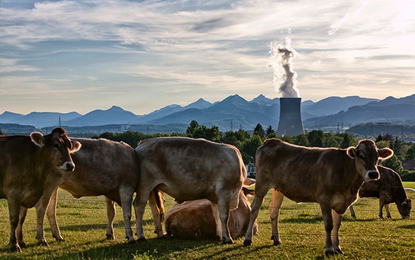 Вид на атомную электростанцию Гёсген с пастбища коров на фоне Альп.