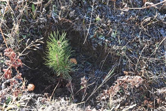 Newly planted pine tree in Aparan region, Armenia 