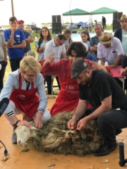 Sheep Shearing Festival 2019