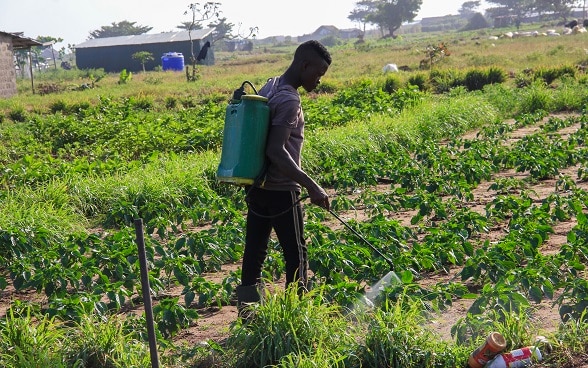 Jeune paysan appuyé par le programme d'appui au secteur du développement rural (PASDeR) de la Coopération suisse au Bénin dans son champ
