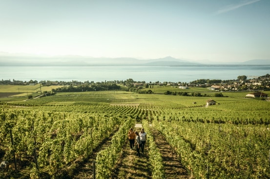 Azienda vinicola Bougy-villars 