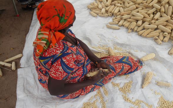 A farmer sits on a tarpaulin shucking corn cobs.