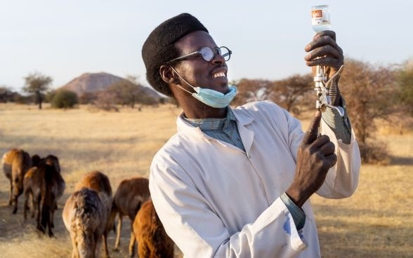 Un agent de santé animale vaccine le bétail dans la province de l'Ennedi est. 