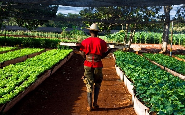 Soberanía Alimentaria Cuba