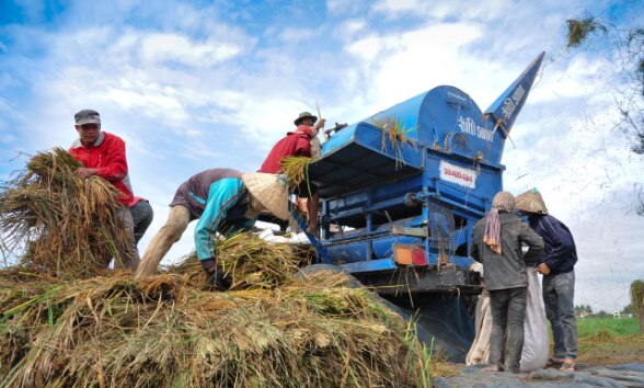 Rice farmers milling thier crops in Vientiane, Lao PDR. 