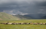 pasture