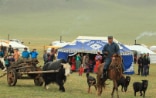 Mongolian Yak Festival