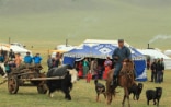 Mongolian Yak Festival 