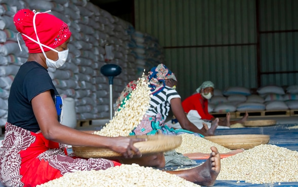 Woman in a warehouse cleaning maize corn - Inovagro project