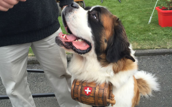 Chien de montagne Saint-Bernard