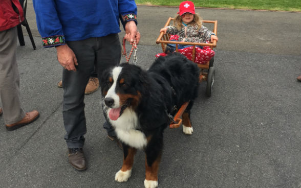 Bernese mountain dog with cart for children 