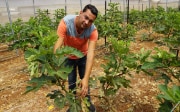 Young family entrepreneur in the Jordan valley is cultivating dwarf figs to tap in a market niche with technical support of an SDC / Oxfam project