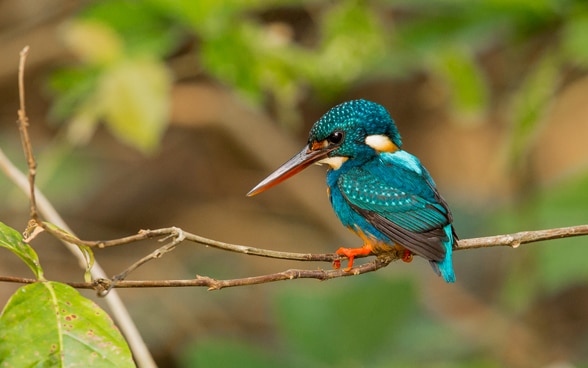 An Indigo-banded Kingfisher by Lorenzo Barelli