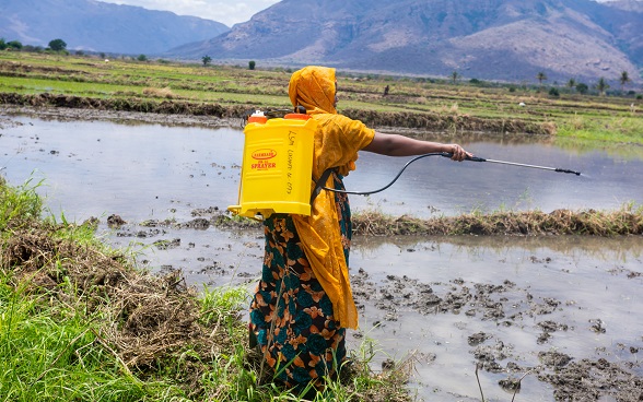 A trained community-owned resource person (CORP) applies biolarvicide to a mosquito breeding site in Tanga.