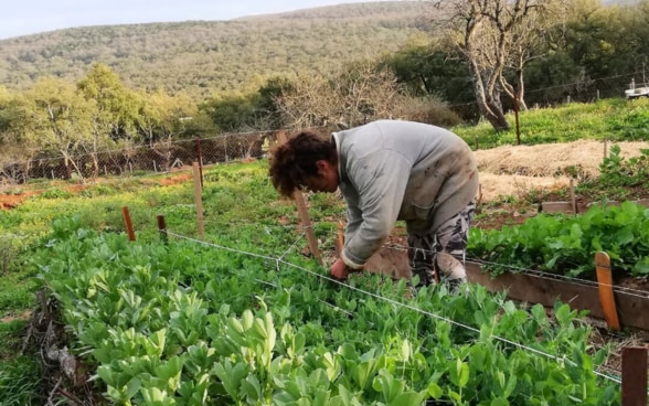 Récolte de légumes à la ferme de permaculture Homrane Sustainable Living