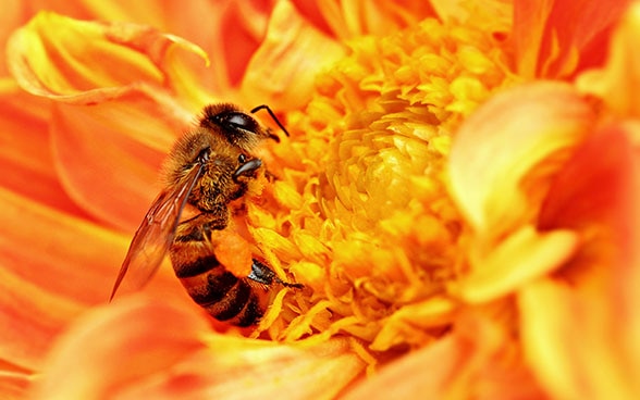 Eine afrikanische Biene saugt Nektar aus einer Blüte und nimmt dabei Pollen auf
