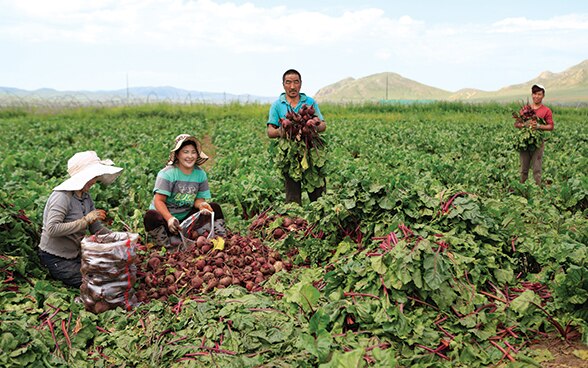 Le donne e gli uomini asiatici raccolgono le verdure insieme in un campo.