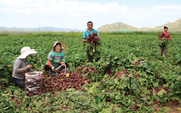 Une famille récolte des légumes dans un champ.