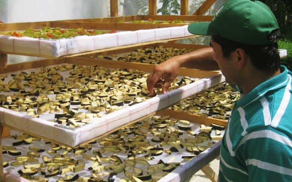 A man examines dried vegetables in a dryer. 