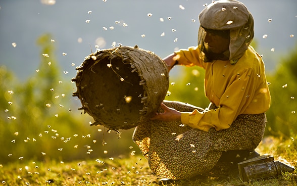 Eine Imkerin hält einen Bienenkorb in der Hand, aus dem Wildbienen herausfliegen.
