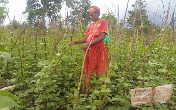 Paysanne du Burundi dans son champ de haricots à rames.