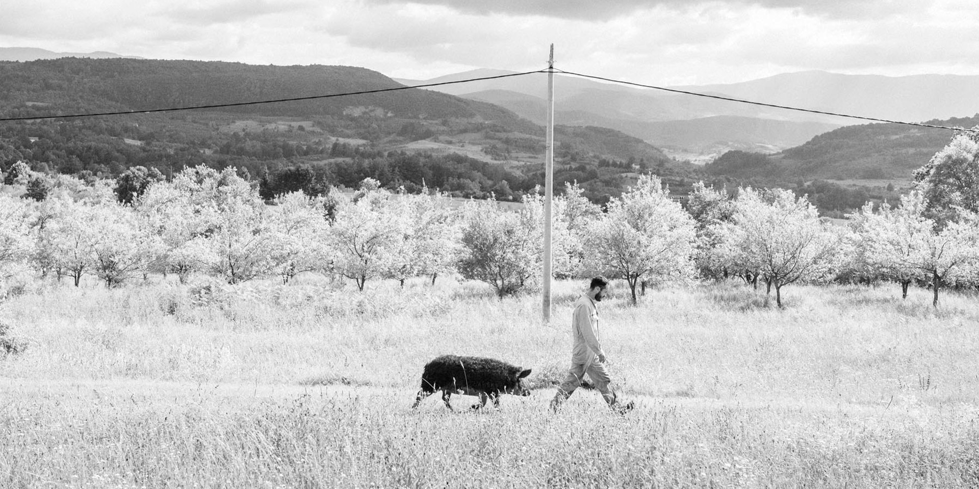 Un uomo passeggia su un terreno incolto accompagnato da un maiale da tartufo.
