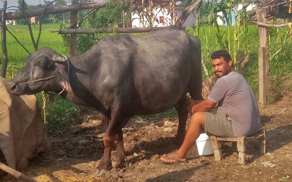 Lal Bahadur Koli fotografato mentre munge una bufala d’acqua. 