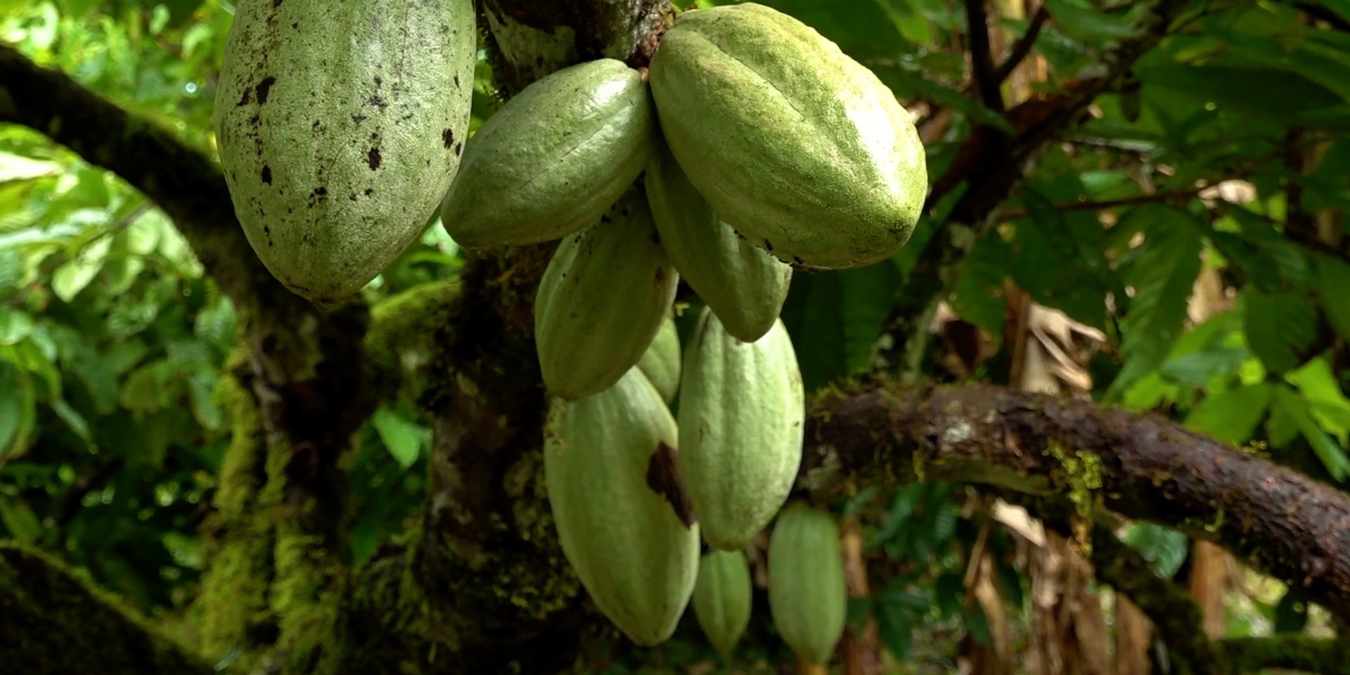 Fèves de cacao