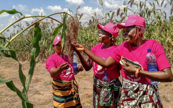 Drei afrikanische Frauen stehen um eine Pflanze und untersuchen die Samen daran. 