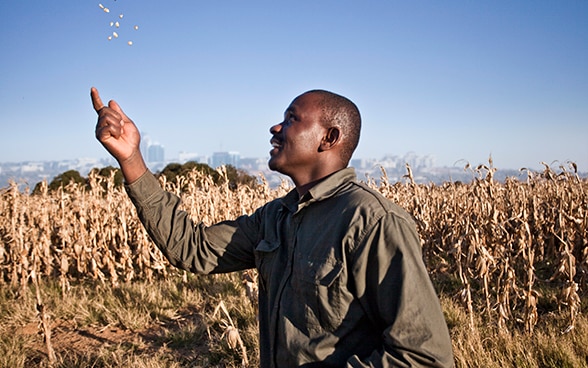 A man throws a handful of seeds up in the air. He is standing in front of a field of tall, brown stalks. There is the outline of a city on the horizon.