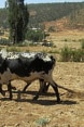 Un contadino africano ara la terra con il bestiame.