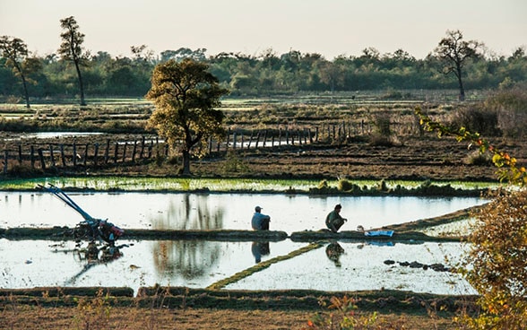 Reisbauern kauern auf einem Reisfeld. 