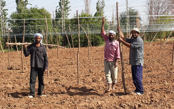 Des paysans sont formés à la plantation verticale de tomates, une technique qui leur permettra de doubler leur production. ©DDC