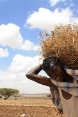 Un Somalien porte une botte de foin sur ses épaules