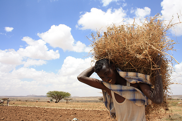 Un Somalien porte une botte de foin sur ses épaules