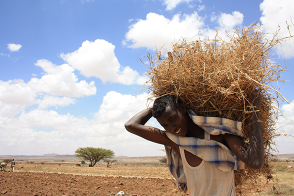 Somali man carrying a bale of hay on his shoulders.