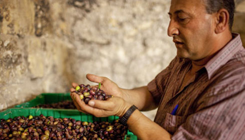A farmer holds freshly harvested olives in his hands. He seems to be explaining how they have been cultivated.