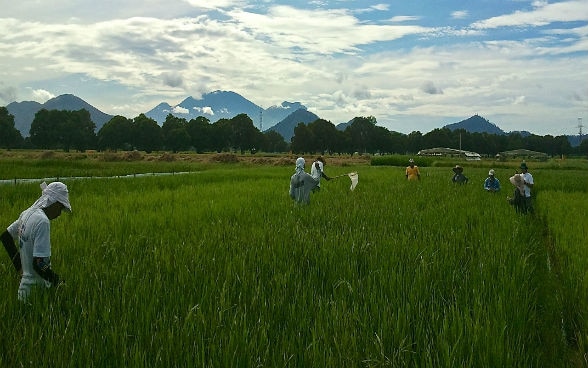 Lavoro nei campi di riso in India.