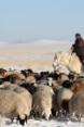 Un pastore mongolo a cavallo conduce il gregge attraverso le pianure innevate.