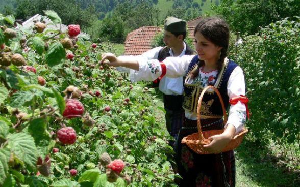 Recolección de frambuesas en Serbia.