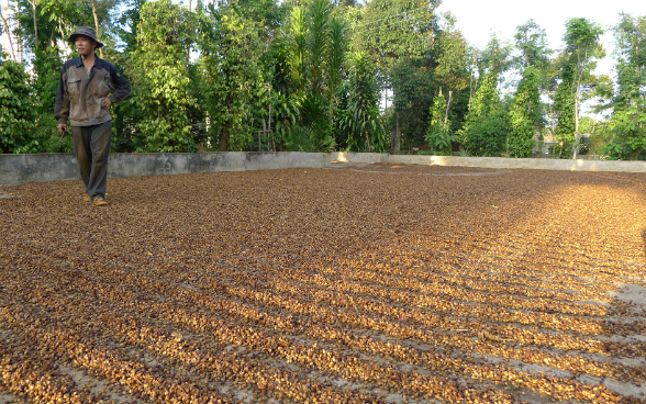 Un agricoltore vietnamita sorveglia i chicchi di caffè allineati su più file per l’essiccazione al sole.