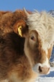 La imagen muestra un ternero en primer plano con una marca de identificación en la oreja derecha.