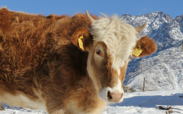 L’image montre une vache en gros plan qui porte des marques d’identification aux oreilles.
