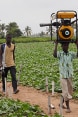 Tres jóvenes nigerinos caminan por una plantación.