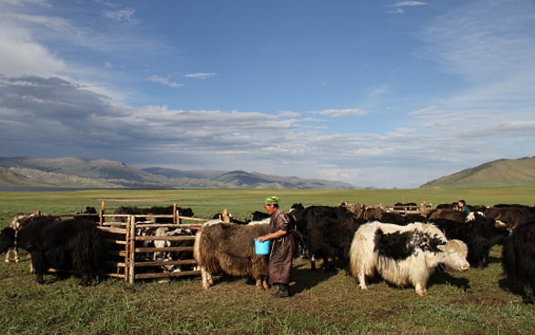 Une femme portant un seau nourrit un troupeau de yaks au milieu d’une immense prairie.
