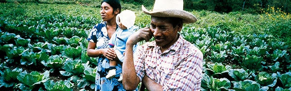 Famiglia di contadini in un campo di cavoli in Honduras