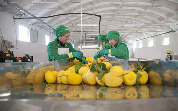 Mujeres clasifican limones en un taller