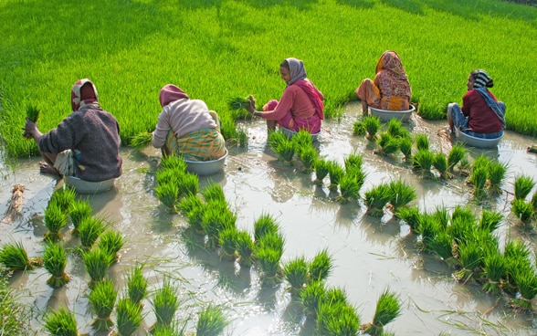 Des femmes repiquant du riz dans une rizière irriguée.