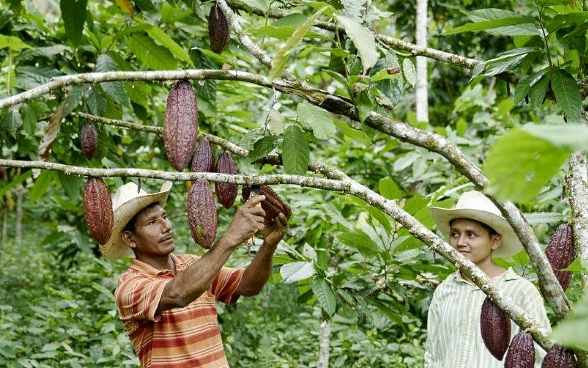 A man raises his arms to harvest a cacao pod. A boy stands next to him watching. 